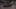 CUPRA Leon Leon 2025 1.5 TSI